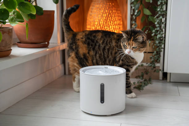 istock Cat looks with interest at automatic water fountain. Modern smart drinker for pets 2143337733