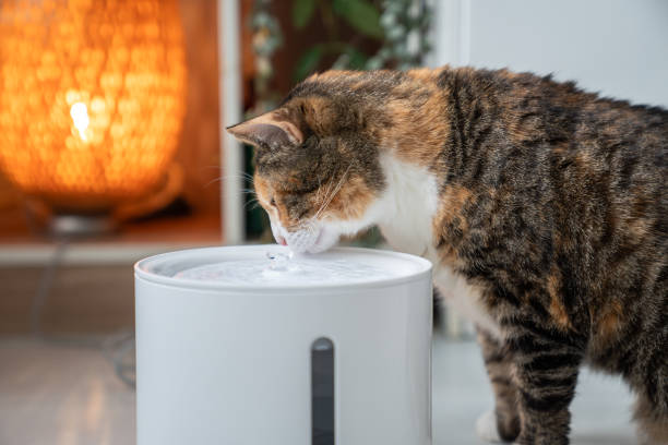 istock Cat drinking from automatic water dispenser close up. Smart pet drinker with mobile app connection. 2143337738