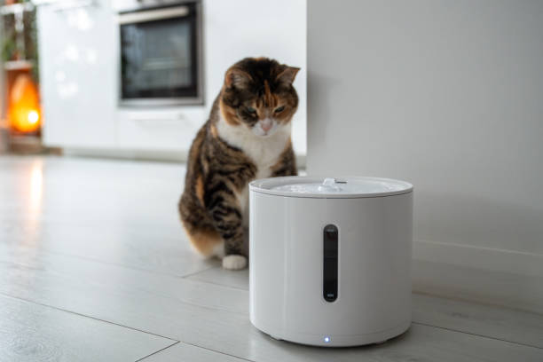 istock Curious cat looks at smart drinking fountain that owners bought him to prevent urinary tract disease 2143337739