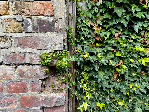 Ivy brick wall texture background. Old brick blocks wall and green creeper, ancient bricks fence, retro stonewall with copy space, brickwork exterior mockup