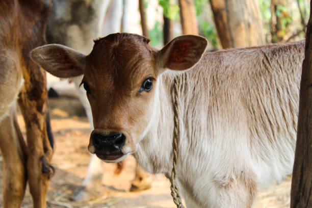 istock Indian domestic calf close-up view 2143345311