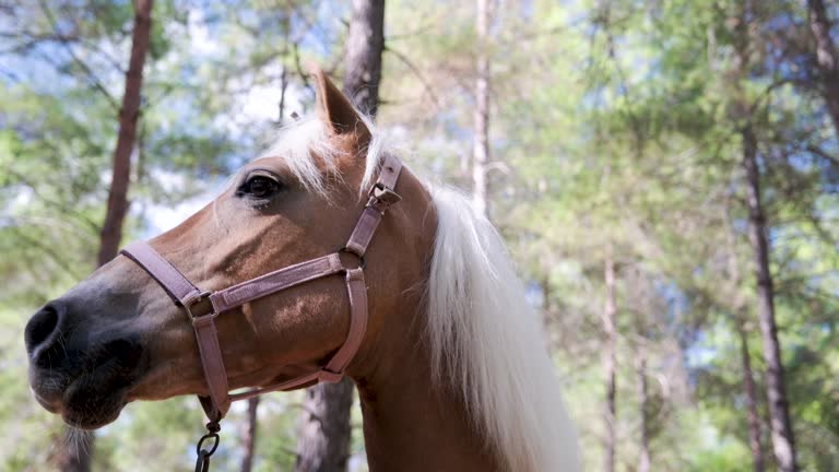 A rebellious and noble horse