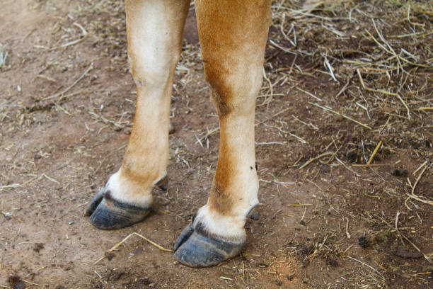 istock Cow legs close-up view 2143371493