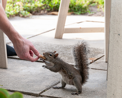 A squirrel is hand fed a peanut.