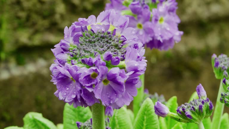 Primula denticulate, the Drumstick primula