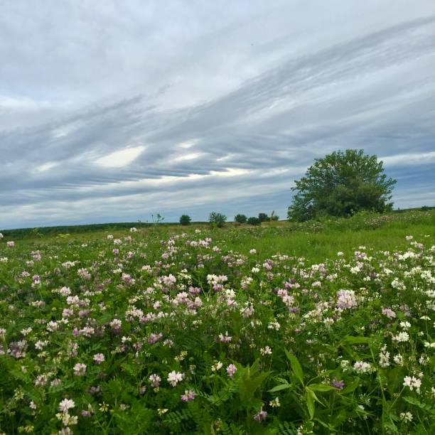 istock Clover Field in Midwest Illinois USA 2143390442