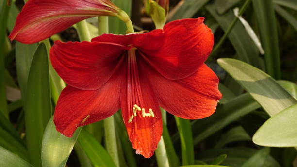 istock Close-up of blooming red lilies - Amaryllis 2143400304