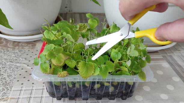 istock Trimming houseplants with scissors. Melissa trimming in a container at home 2143402377