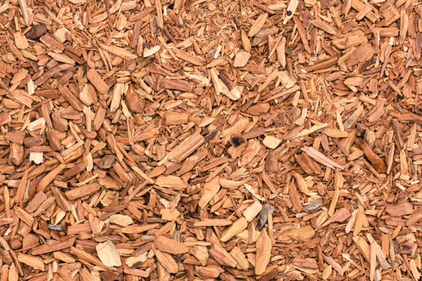 White Sandalwood (Santalum album) or indian sandalwood