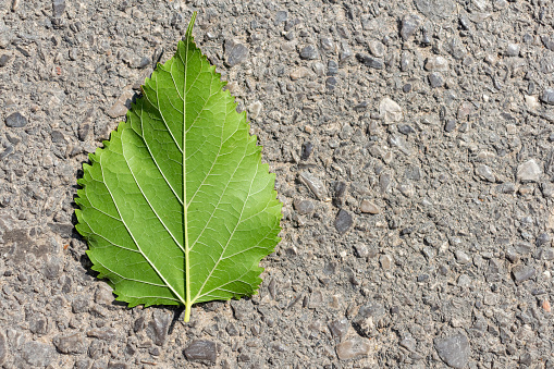 Close-up top view of one small green birch (or populus) tree leaf lying on grey road surface. Soft focus. Copy space for your text. Green construction and development theme.