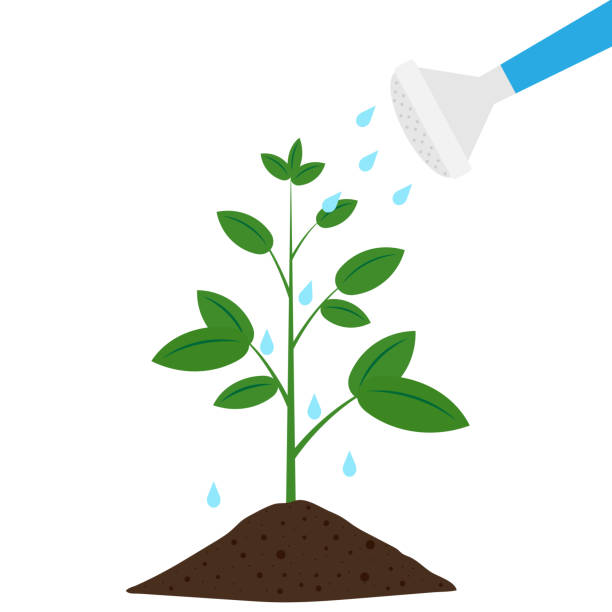 Watering plant from a Pot. Pouring Water to Plant. Gardening. Growing plants. Watering plant from a Pot. Pouring Water to Plant. Gardening. Growing plants. Vector illustration Isolated on White Background. platycerium bifurcatum stock illustrations