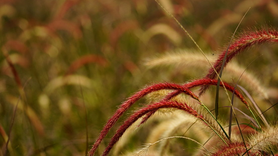Close-up of Pennisetum setaceum grass