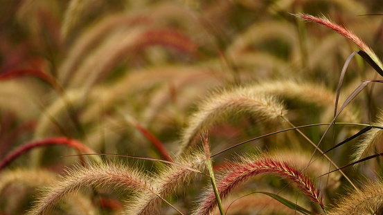 Close-up of Pennisetum setaceum grass