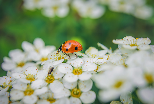 Various macrophotography of large and red with black dots ladybug sitting on a flower of japanese meadowsweet or korean spiraea.