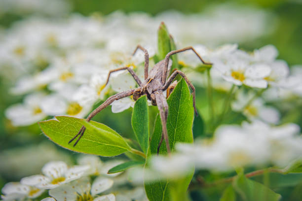 insect sitting on white tree flowers, blooming spring, beautiful sunny day, macro photo, blurry background