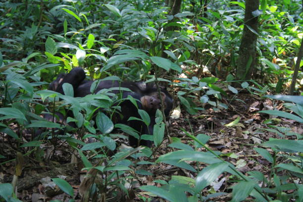 A chimpanzee in a tree