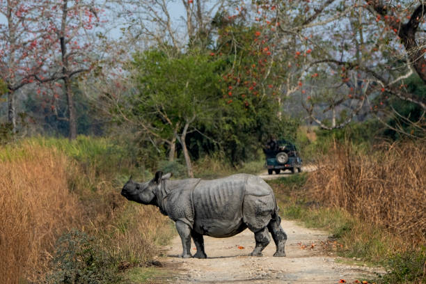 istock Indian one-horned rhino in the wild 2143437349
