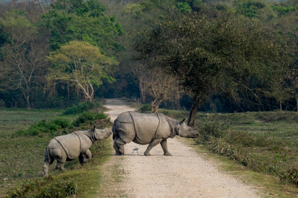 istock Indian one-horned rhino in the wild 2143438703
