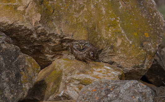The little owl Athene noctua is the most common of the Italian nocturnal birds of prey