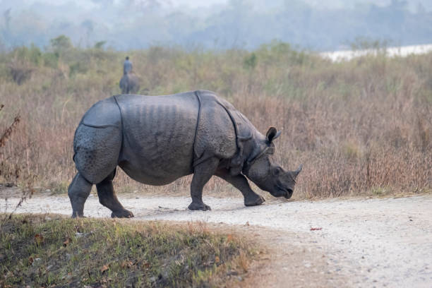 istock Indian one-horned rhino in the wild 2143439848