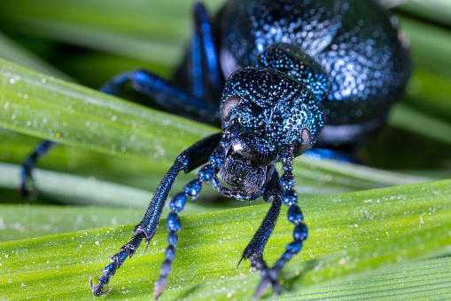 The close-up view of the oil beetle (Meloe violaceus)