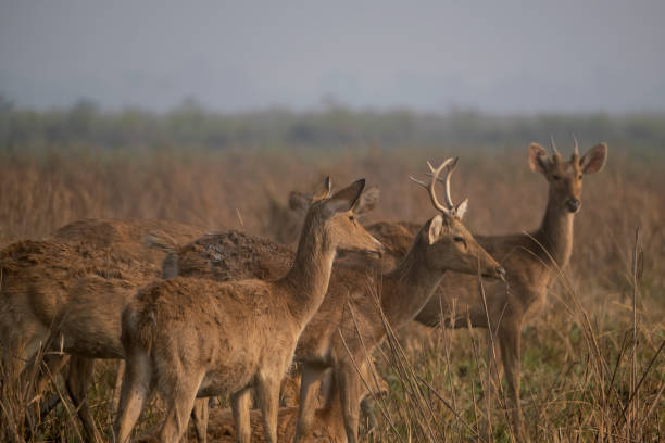 istock swamp deer in the wild 2143440900