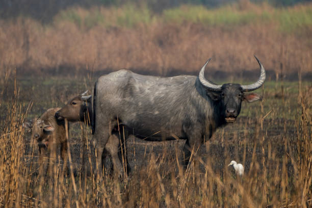 istock wild water buffalo in the nature 2143440918