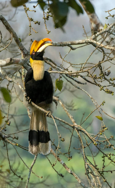 istock Great hornbill in the wild 2143442493