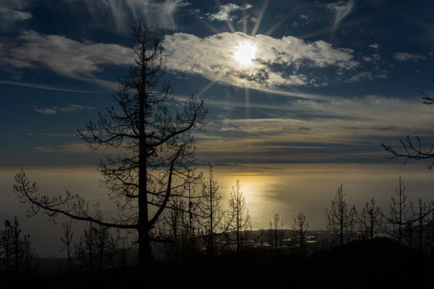 A tree is silhouetted against the sky and the sun is shining on it