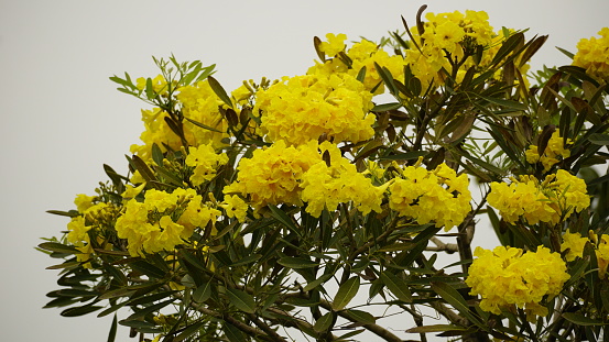 Close-up of yellow Tecoma stans flower blooming on a tree