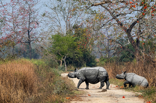 Kaziranga National Park is a protected area in the northeast Indian state of Assam. The Indian rhinoceros, royal Bengal tiger, Asian elephant, wild water buffalo and swamp deer are collectively known as 'Big Five' of Kaziranga. Kaziranga is one of the few wild breeding areas outside Africa for multiple species of large cats, such as Bengal tigers and Indian leopard.