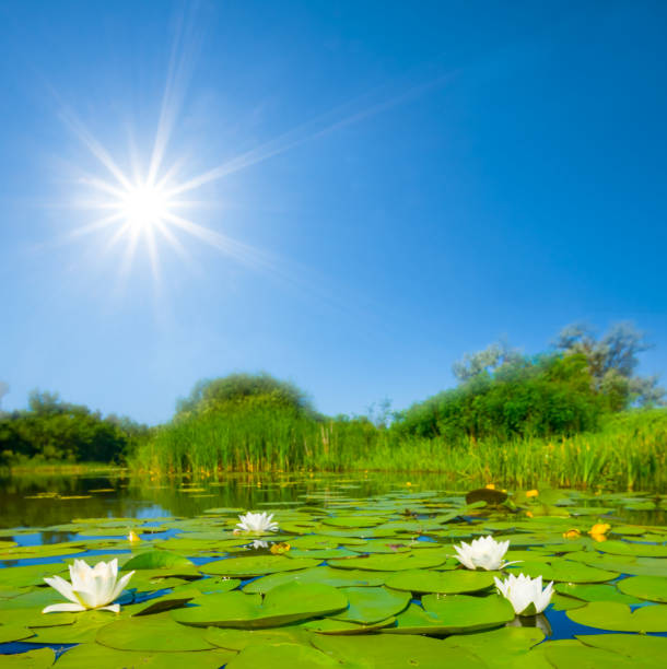 closeup white water lilies floating on a lake at sunny day
