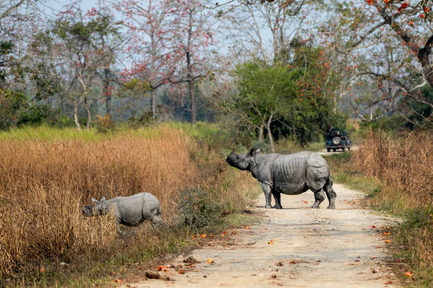 istock Indian one-horned rhino in the wild 2143464405