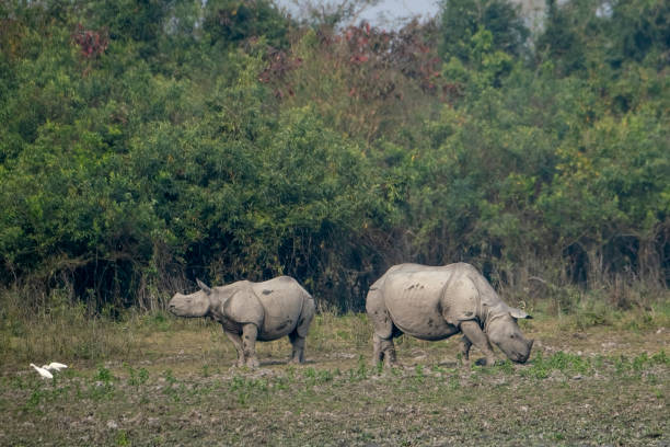 istock Indian one-horned rhino in the wild 2143503391
