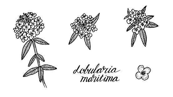 Set of vintage Alyssum maritimum drawing in a linear style is a hand-drawn botanical black and white illustration. The medicinal plant is used in alternative medicine and homeopathy.