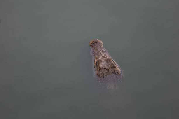 Close up salt crocodile is show head in river