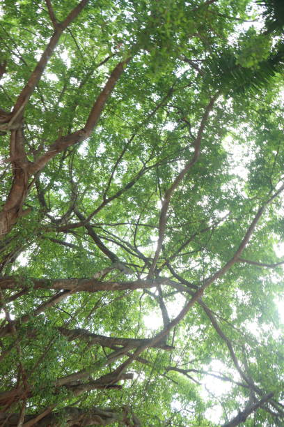 istock Bright sun shining through trees leaves. Rays of daylight break through rich foliage. 2143516668