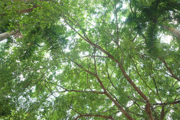 istock Bright sun shining through trees leaves. Rays of daylight break through rich foliage. 2143516674