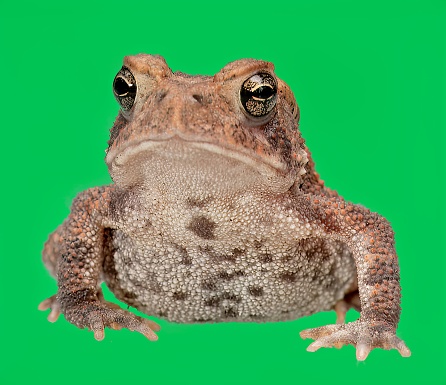 Front view of an all American Toad with classic bulging eyes to catch the flies, Green Screen Edition