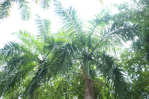 Phoneix palm tree top