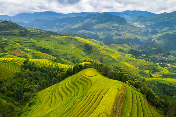 istock Vietnamese terrace ricefield aerial view 2143524090