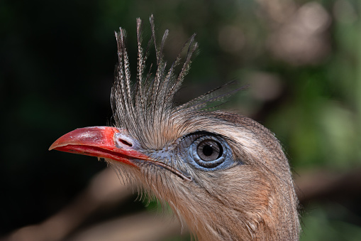 Bird of Pantanal