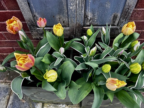 Display of yellow and pink variegated tulips by a rustic old door