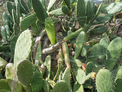 Bush of prickly pear cactus, Opuntia ficus-indica covered by spider web in sunlight at tenerife, Spain.