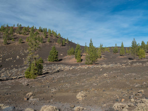 istock Mountains and lava fields around volcano Teide, partly covered by the pine tree forest. Bright blue sky. Volcanic landscape at El Teide National Park, Tenerife, Canary Islands, Spain 2143568533