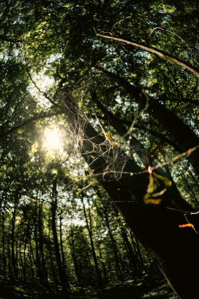 istock Fisheye image of a cobweb in the trees lighted by sunlight on a peaceful indian summer day in a sunny forest. Trees and leaves blurred on a background. 2143570604