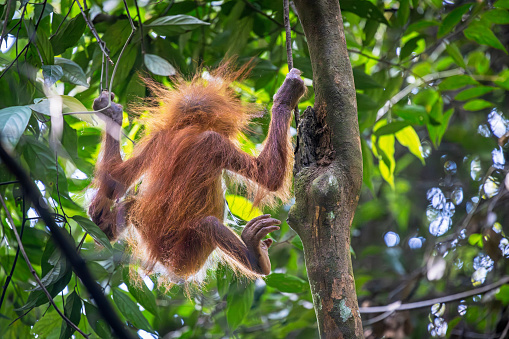 Rear view to a very young Sumatra orangutan, Pongo abelii practicing climbing the jungle in the Mount Leuser National Park close to Bukit Lawang in the northern part of Sumatra