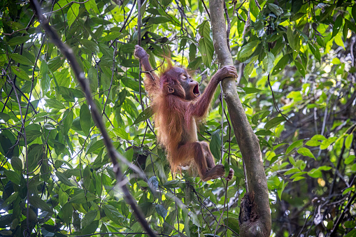 Rear view to a very young Sumatra orangutan, Pongo abelii practicing climbing the jungle in the Mount Leuser National Park close to Bukit Lawang in the northern part of Sumatra