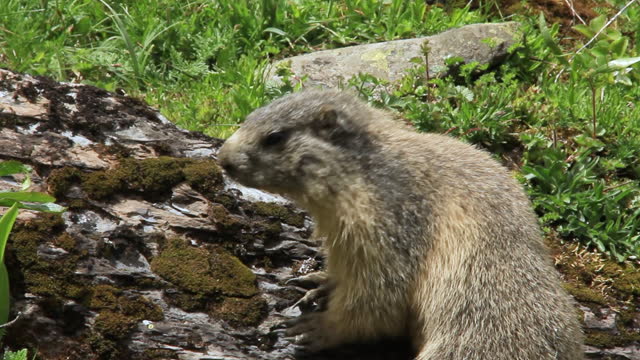 Marmot next to their burrow in spring. Artiga de Lin, in the Aran Valley, located in the Catalan Pyrenees in Spain.