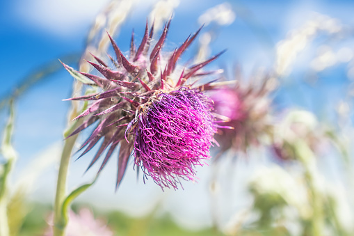 milk thistle, macro photograph of a pink flower against a blue sky